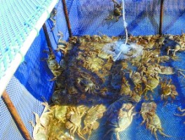 百元一斤大闸蟹节后价格降一半