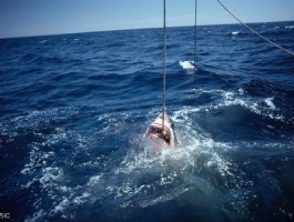 指纹浏览器开启无头模式（Headless）说明